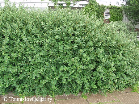 Cotoneaster integerrimus